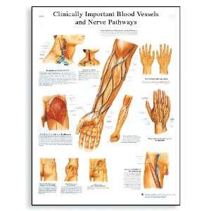 3B Scientific VR1359UU Glossy Paper Clinically Important Blood Vessel 