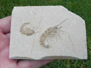 1a Fossil Shrimp Lebanon Cretaceous FREAKIN AWESOME  