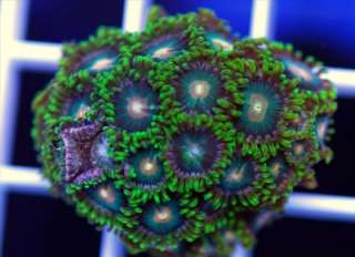 Coral MWS Live Coral Zoanthids  