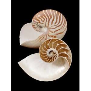 Chambered / Pearly Nautilus (Nautilus Pompilius) Shells, Indo Pacific 