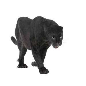  Black Leopard (6 Years) in Front of a White Background 