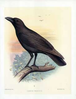 FREDERICK FROHAWK print HAWAIIAN CROW Corvus hawaiiensis  
