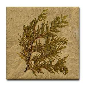  Cedar Fossil Leaf Art Fossil Tile Coaster by  