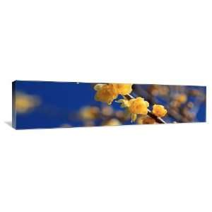 Winter Sweet Flowers   Gallery Wrapped Canvas   Museum Quality  Size 