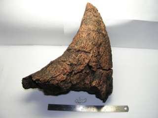 All images are propertyof CKPreparations. Owner of the fossil may use 