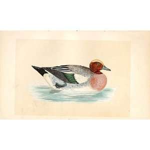  British Birds 1St Ed Morris 1851 Widgeon