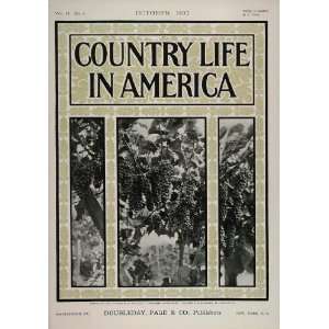  1902 Country Life in America COVER October Grapes Vine 