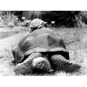 Tank the Giant Tortoise, London Zoo, 180 Kilos, 80 Years Old, on Top 