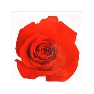  Paper House Diecut Card Rose Red (3 Pack): Pet Supplies