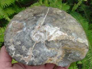 Super Sutured Fossil Placenticeras Ammonite Cretaceous  