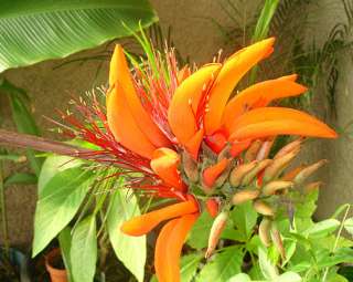 Erythrina indica picta, INDIAN CORAL TREE ~SEEDS~  