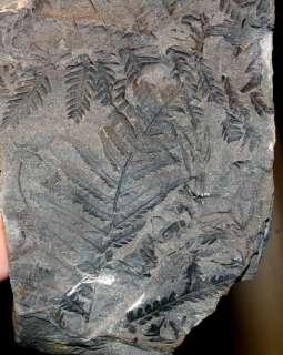   , Westphalian, (310 million years ago). Dimension matrix 150x80mm
