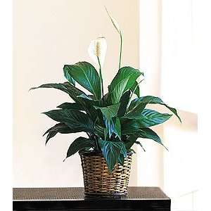  Small Peace Lily   Same Day Delivery Available Patio 
