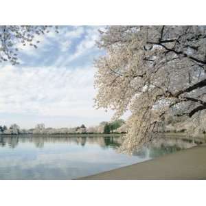  Cherry Blossom Trees around the Tidal Basin, Washington DC 