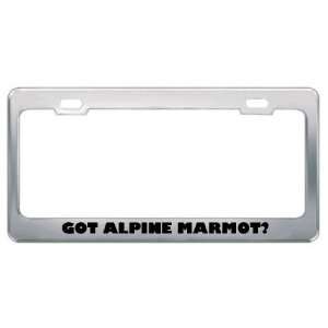  Got Alpine Marmot? Animals Pets Metal License Plate Frame 