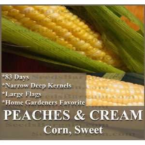  4 oz (500+) SWEET PEACHES & CREAM Corn seeds   EXCELLENT 