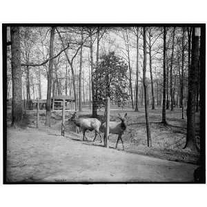  Toledo,Ohio,elks in Malbridge i.e. Walbridge Park