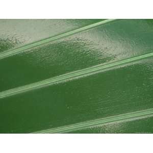  Close up of Wooden Slats Painted with Shiny Green Paint 