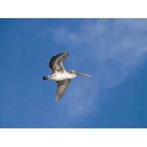 Pelicans in Flight, Sanibel Island, Gulf Coast, Florida, United States 