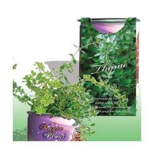 The Patent Magic Plant  Herb  Thyme Patio, Lawn & Garden