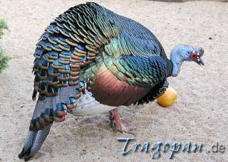 Absolute rarity Feathers Ocellated Turkey 26cm  