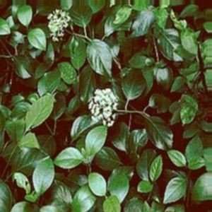  Climbing Hydrangea   Barbara Ann   #1 container Patio 