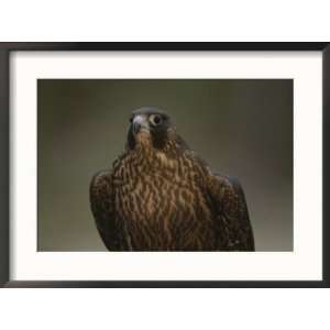  A portrait of a juvenile peregrine falcon (Falco 