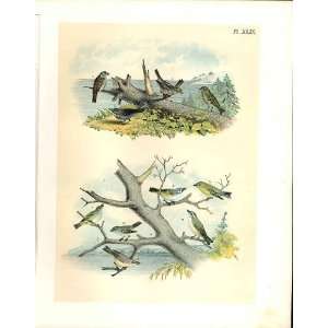  10 Sparrow, Finch, Vireo, Jasper Birds Of America 1878 