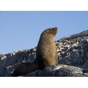  Fur Seal, Gourdin Island, Antarctic Peninsula, Antarctica 