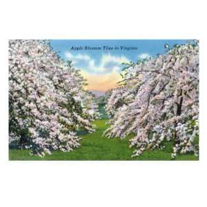  Virginia, View of Apple Trees Blossoming Premium Poster 