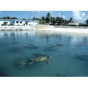  Green Sea Turtles, Turtle Farm, Grand Cayman Photographic 