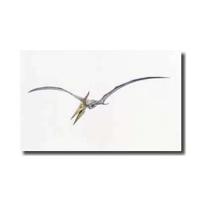   Pteranodon From The Cretaceous Period Giclee Print