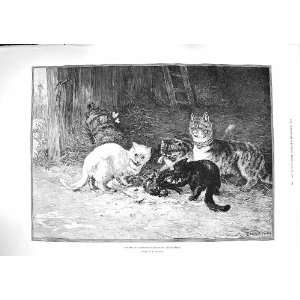   1888 ASSASSINS STARTLED BUTTERFLIES CATS KILLING BIRD