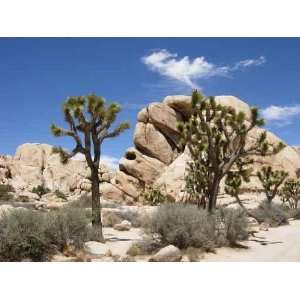  Joshua Trees in Desert   Peel and Stick Wall Decal by 