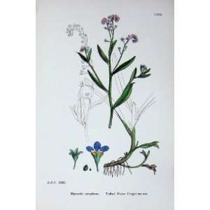  Botany Plants C1902 Tufte Water Forget Me Not Flowers 