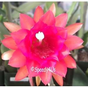  Epiphyllum Knebels Farbenwuder Orchid Cactus Cutting 