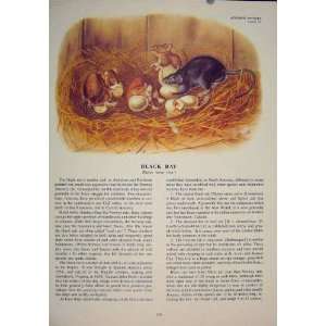  Black Rat Rats Shrew Mouse Rodent Color Old Print