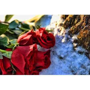    Red Rose Bouquet in the Snow Flower Photograph