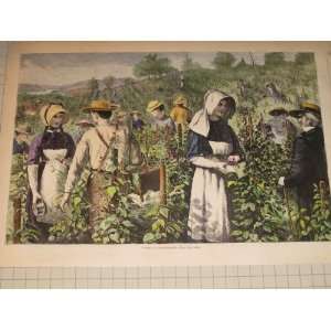   Hand Tinted Engraving Picking Raspberries   Farm Life in 19th Century