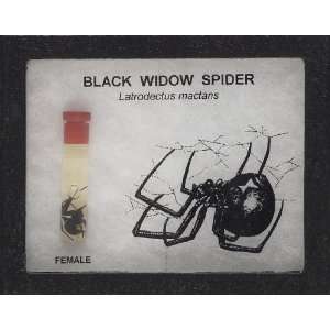  Black Widow Display 