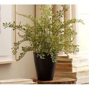  Pottery Barn Potted Maidenhair Fern