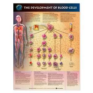  Development of Blood cells Anatomical Chart Unmounted 