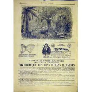  Australia Forest Melbourne Dandenong French Print 1881 