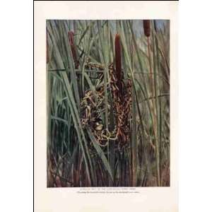   Globular Nest of the Long billed Marsh Wren 1904: Home & Kitchen