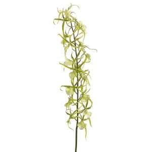  32 Brassia Orchid Spray Two Tone Green (Pack of 6): Home 