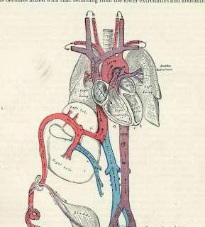 Fetal Circulation Antique Medical Anatomy Print 1897  