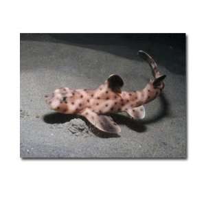  Juvinile Horn Shark Artistically Mounted to Canvas Sports 