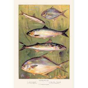  Saltwater Fish #1 12x18 Giclee on canvas