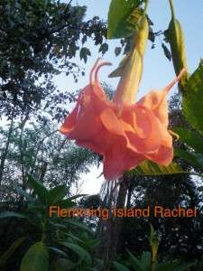 Assorted Brugmansia Seeds  