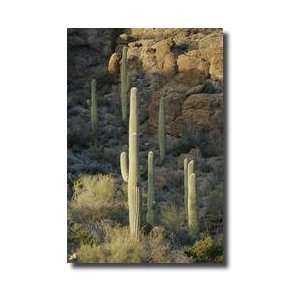  Saguaro Cacti Saguaro National Monument Arizona Giclee 
